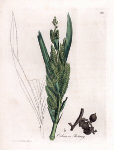 Palma de Rattan - Cana Rotang, Calamus rotang. Gravura em chapa de cobre colorida à mão a partir de uma ilustração botânica de James Sowerby de William Woodville e Sir William Jackson Hooker