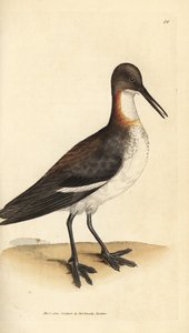 Falarope de pescoço vermelho, Phalaropus lobatus (Phalaropus hyperboreus). Gravura em chapa de cobre colorida à mão por James Sowerby de The British Miscellany, ou figuras coloridas de novos, raros, ou pouco conhecidos sujeitos animais. de James Sowerby