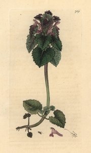 Deadnettle vermelho, Lamium purpureum Gravura em chapa de cobre colorida à mão depois de um desenho de James Sowerby para James Smith