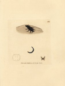 Rove beetle, Velleius dilatatus (Staphylinus serrilhado, Staphylinus concolor). Gravura em chapa de cobre colorida à mão por James Sowerby de The British Miscellany, ou figuras coloridas de novos, raros ou pouco conhecidos súbditos animais. de James Sowerby
