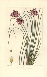 Rush lírio, Sowerbaea juncea, nativo da Austrália. Nomeado para o artista botânico James Sowerby. Gravura em cobre de uma ilustração botânica de Pancrace Bessa de Mordant de Launay, "Herbier General de l