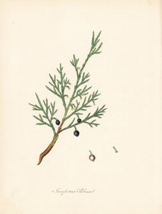 Sabine zimbro - Cerrado comum ou zimbro savina, Juniperus sabina. Extraído de uma ilustração de James Sowerby de William Woodville e de Sir William Jackson Hooker, "Medical Botany". Zincógrafo colorido à mão por C. Chabot, desenhado por Miss M. A. Burnett  de James Sowerby