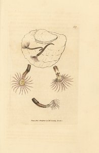 Vermes da areia com apalpadores carmesim, Amphitrite rosea. Gravura em chapa de cobre colorida à mão por James Sowerby de The British Miscellany, ou figuras coloridas de novos, raros, ou pouco conhecidos sujeitos animais. de James Sowerby