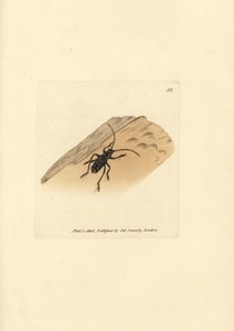 Sarosesthes fulminans beetle (Cerambyx fulminans). Gravura em chapa de cobre colorida à mão por James Sowerby de The British Miscellany, ou figuras coloridas de novos, raros, ou pouco conhecidos sujeitos animais. de James Sowerby