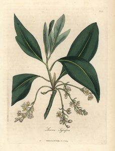 Sassafras árvore, Laurus sassafras de James Sowerby