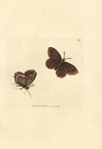 Borboleta Scotch Argus, Erebia aethiops (Papilio blandina). Gravura em chapa de cobre colorida à mão por James Sowerby de The British Miscellany, ou figuras coloridas de novos, raros, ou pouco conhecidos sujeitos animais. de James Sowerby