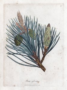 Pinheiro escocês - pinheiro escocês ou pinheiro escocês, Pinus sylvestris. Gravura em chapa de cobre colorida à mão a partir de uma ilustração botânica de James Sowerby de William Woodville e Sir William Jackson Hooker