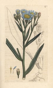 Sea aster, Tripolium pannonicum subsp. tripolium (Sea starwort, Aster tripolium) (Aster maritime) Gravação em chapa de cobre colorida à mão depois de uma ilustração de James Sowerby de James Smith