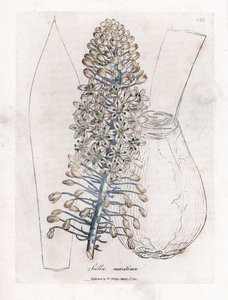 Cebola marinha ou squill, Drimia maritima. Gravura em chapa de cobre colorida à mão a partir de uma ilustração botânica de James Sowerby de William Woodville e Sir William Jackson Hooker
