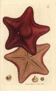Estrela do mar ou estrela do mar, Hippasteria phrygiana (Asterias equestris?). Gravura em chapa de cobre colorida à mão por James Sowerby de The British Miscellany, ou figuras coloridas de novos, raros, ou pouco conhecidos sujeitos animais. de James Sowerby