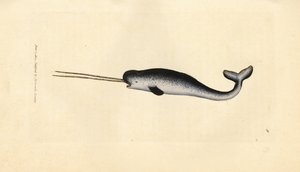 Unicórnio marinho ou narval, Monodon monoceros. Espécime raro com presas duplas. Gravura em chapa de cobre colorida à mão por James Sowerby de The British Miscellany, ou figuras coloridas de novos, raros, ou pouco conhecidos exemplares de animais. de James Sowerby