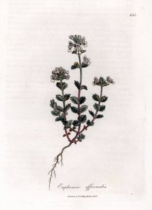 Relva de visão curta - Euphrasia officinalis, Euphrasia officinalis. Gravura em chapa de cobre colorida à mão a partir de uma ilustração botânica de James Sowerby de William Woodville e "Medical Botany" de Sir William Jackson Hooker, John Bohn, Londres de James Sowerby