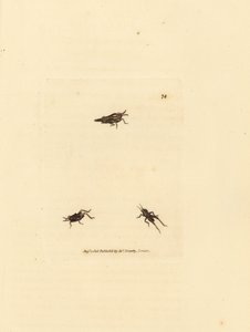 Gafanhoto esguio, Tetrix subulata (acrydium em forma de AWL, Acrydium subulatum). Gravura em chapa de cobre colorida à mão por James Sowerby de The British Miscellany, ou figuras coloridas de novos, raros, ou pouco conhecidos sujeitos animais. de James Sowerby