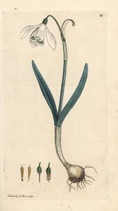 Gota de Neve, Galanthus nivalis. Gravura em chapa de cobre colorida à mão depois de uma ilustração de James Sowerby, de James Smith