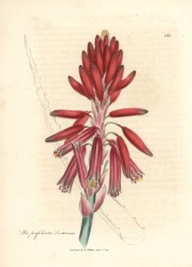 Socotorine aloe, Aloe perfoliata socotorina de James Sowerby