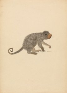 Porcupino Sul-Americano de James Sowerby