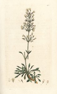 mosca espanhola, otites de Silene (campion espanhol, otites de Cucubalus) (silene uma pequena folha) Gravura em chapa de cobre colorida à mão depois de uma ilustração de James Sowerby da Botânica Inglesa de James Smith, Londres de James Sowerby