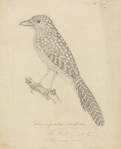 Antshrike com apoio de um ponto de James Sowerby