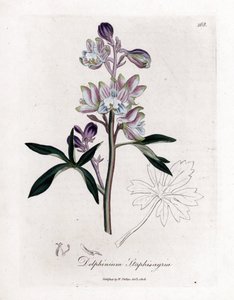 Staphisegar ou erva com piolhos ou erva com goivas ou uvas silvestres - Palmated cotovia ou stavesacre, Delphinium staphisagria. Gravura em chapa de cobre colorida à mão a partir de uma ilustração botânica de James Sowerby de William Woodville e Sir Willia de James Sowerby