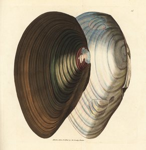 Mexilhão de cisne, Anodonta stagnalis (Mytilus stagnalis). Gravura em chapa de cobre colorida à mão por James Sowerby de The British Miscellany, ou figuras coloridas de novos, raros, ou pouco conhecidos sujeitos animais. de James Sowerby