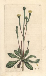Suco de Swin, Arnoseris minima (Hyoseris minima). Gravura em chapa de cobre colorida à mão depois de uma ilustração de James Sowerby, de James Smith