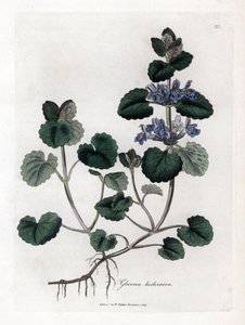 Hera terrestre - Hera terrestre, Glecoma hederacea. Gravura em chapa de cobre colorida à mão a partir de uma ilustração botânica de James Sowerby de William Woodville e Sir William Jackson Hooker