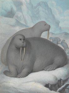  de James Sowerby