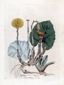 Tuslage or no burro - Coltsfoot, Tussilago fara. Gravura em chapa de cobre colorida à mão a partir de uma ilustração botânica de James Sowerby de William Woodville e "Medical Botany" de Sir William Jackson Hooker, John Bohn, Londres de James Sowerby