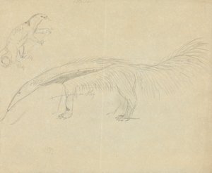 Dois Anteaters de James Sowerby