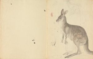 Dois cangurus com detalhes de James Sowerby