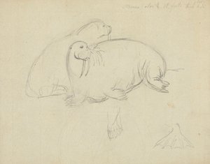 Duas morsas com Pormenor de Flippers de James Sowerby