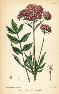 Valerian, Valeriana officinalis. Litografia colorida à mão por Charlotte Caroline Sowerby após uma ilustração de James Sowerby da Flora Homeopathica de Edward Hamilton, Bailliere, Londres