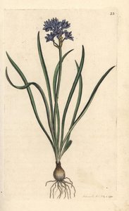 Vernal ou spring squill, Scilla verna (Spring Scille) Gravação em chapa de cobre colorida à mão depois de uma ilustração de James Sowerby da Botânica Inglesa de James Smith, Londres de James Sowerby