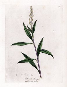 Virginia polygale ou erva leiteira - Senega, Polygala senega. Gravura em chapa de cobre colorida à mão a partir de uma ilustração botânica de James Sowerby de William Woodville e Sir William Jackson Hooker