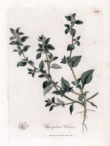 Vuvaire - Pés de ganso fedorentos, Chenopodium vulvaria. Gravura em chapa de cobre colorida à mão a partir de uma ilustração botânica de James Sowerby de William Woodville e Sir William Jackson Hooker