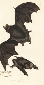 Morcego barbastelle ocidental, Barbastella barbastellus barbastellus (Vespertilio barbastellus). Gravura em chapa de cobre colorida à mão por James Sowerby de The British Miscellany, ou figuras coloridas de novos, raros, ou pouco conhecidos sujeitos animai de James Sowerby
