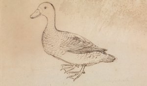 Pato Whistling de cara branca de James Sowerby