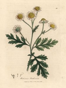 Febre branca e amarela florida, Matricaria parthenium de James Sowerby
