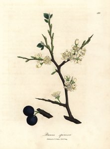 Flor branca e bagas azuis da abrótea, Prunus spinosa de James Sowerby