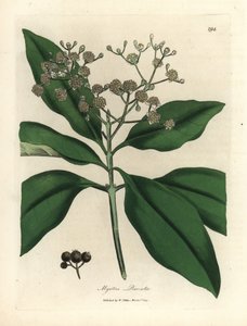 Árvore branca florida, Myrtus pimenta de James Sowerby