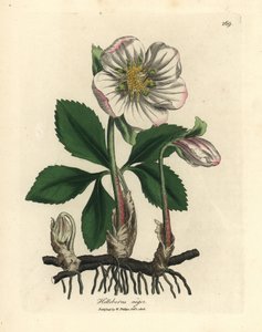 Hellebore preto de flor branca ou rosa de Natal, Helleborus niger