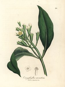 Caryophyllus aromaticus, Caryophyllus aromaticus, cravinho branco florido de James Sowerby