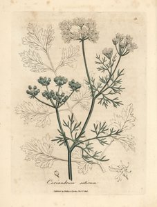 Coentros brancos floridos, Coriandrum sativum de James Sowerby