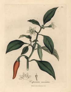 Flor branca, pimenta-da-índia escarlate, Capsicum annuum de James Sowerby