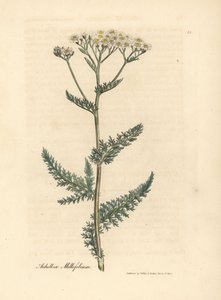 Filete branco florido ou milfoil, Achillea millefolium de James Sowerby