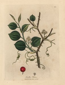 Flores brancas, gavinhas e bagas vermelhas de smilax chinês de James Sowerby