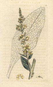 Mulleína branca, Lychnitis Verbasum (molene) Gravura em chapa de cobre colorida à mão depois de uma ilustração de James Sowerby da Botânica Inglesa de James Smith, Londres de James Sowerby