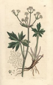 Sanicula de madeira, Sanicula europaea. Gravura em chapa de cobre colorida à mão depois de uma ilustração de James Sowerby, de James Smith