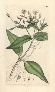 Mamadeira stichwort, Stellaria nemorum Gravura em chapa de cobre colorida à mão depois de uma ilustração de James Sowerby de James Smith