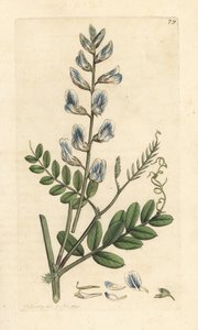 Vicia sylvatica (vesce des bois) Gravura em chapa de cobre colorida à mão depois de uma ilustração de James Sowerby, de James Smith
